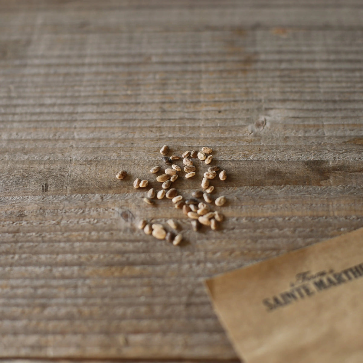 Graines de lupin nain varié bio – La Ferme de Sainte Marthe