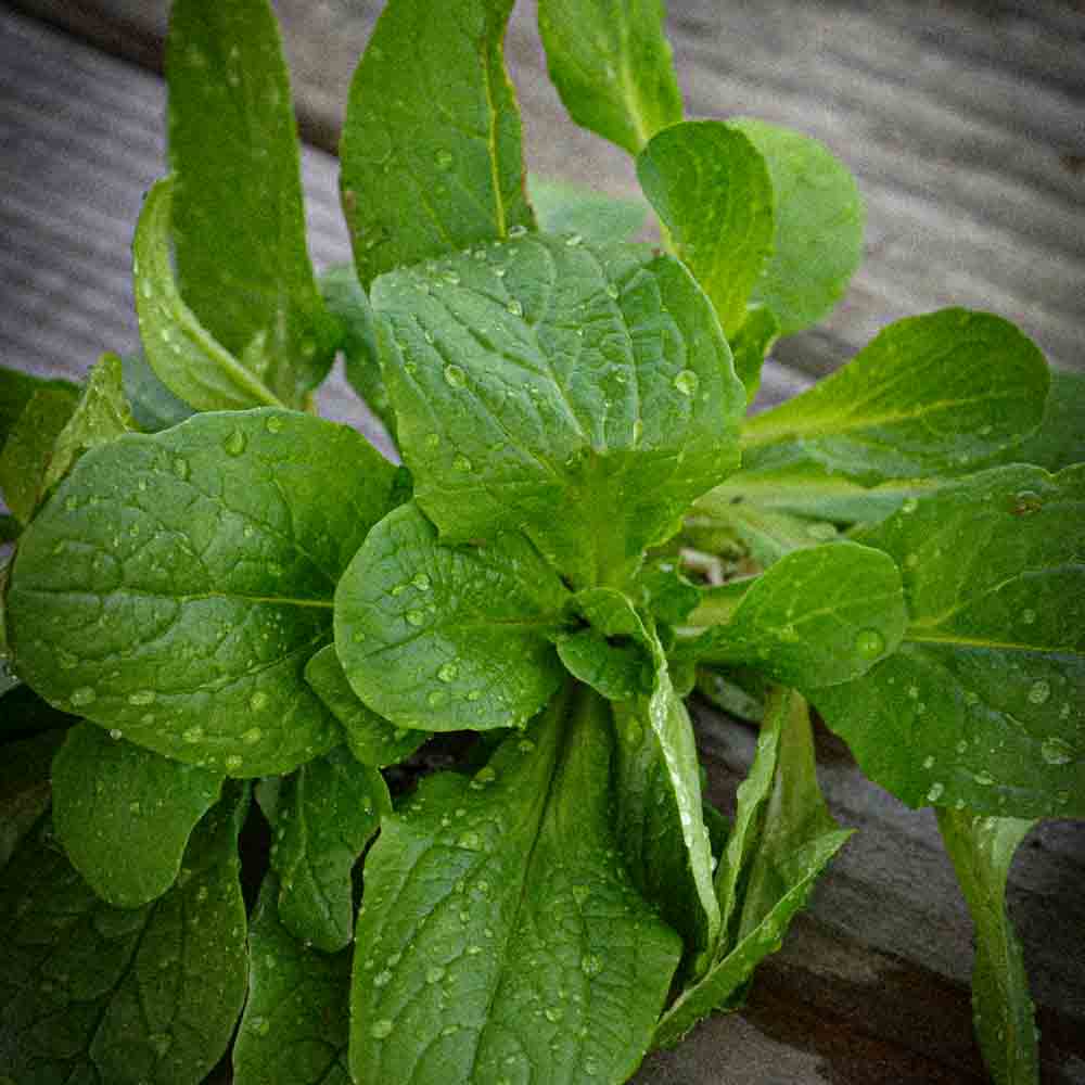 Graines de mâche à petite graine vit bio – La Ferme de Sainte Marthe