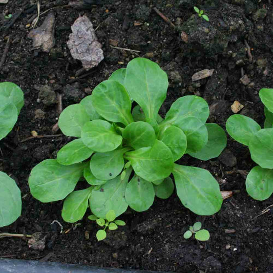 Graines de mâche verte à cœur plein 2 bio – La Ferme de Sainte Marthe