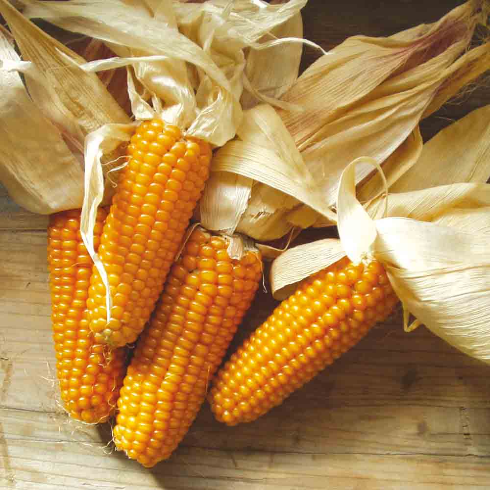 Graines de maïs à polenta mergoscia bio – La Ferme de Sainte Marthe