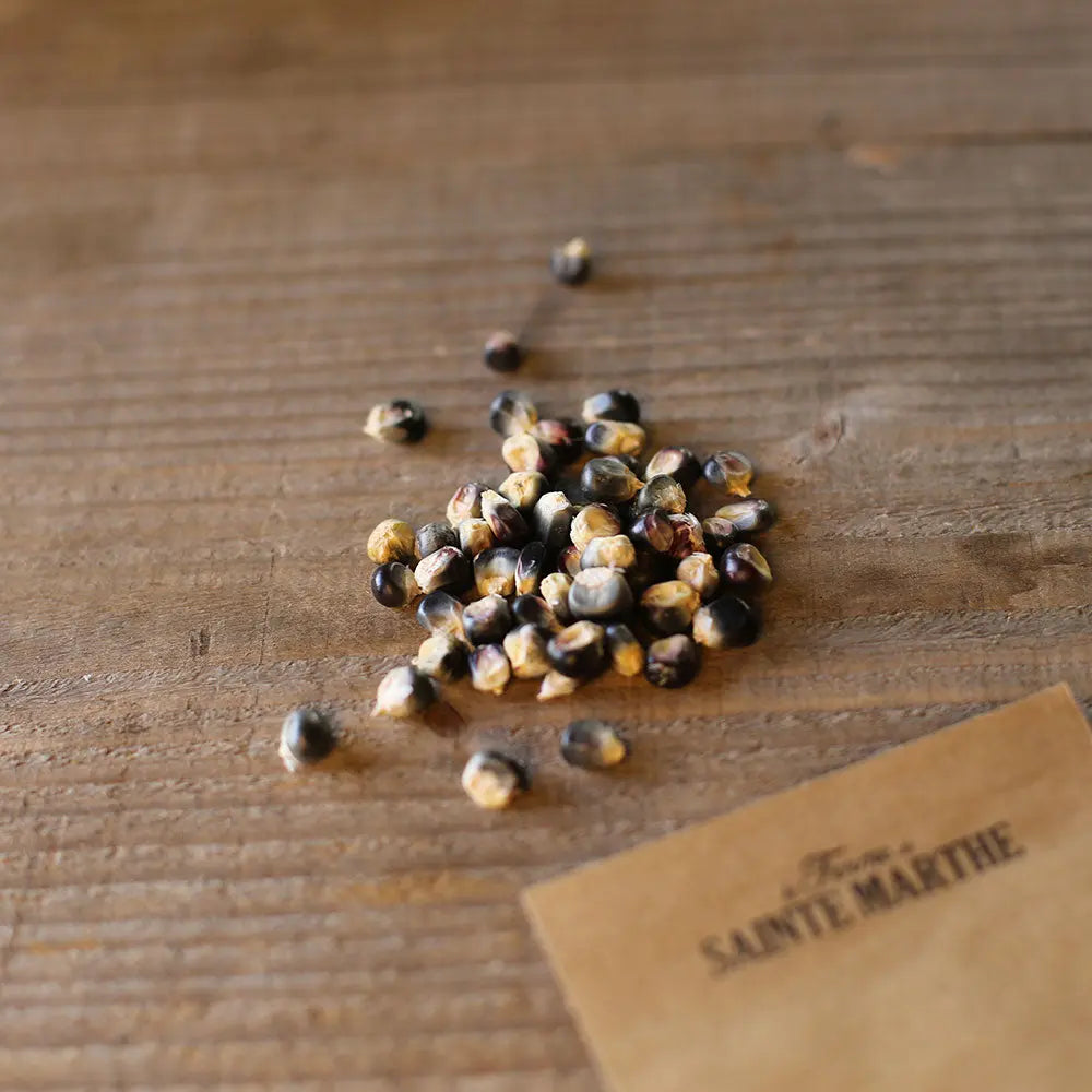 Graines de maïs à tortilla noir bio – La Ferme de Sainte Marthe