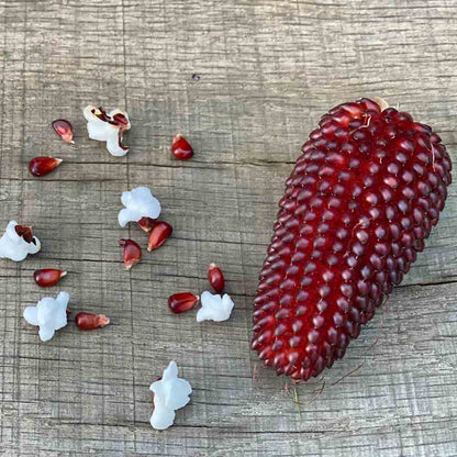 Graines de maïs pop corn fraise bio – La Ferme de Sainte Marthe