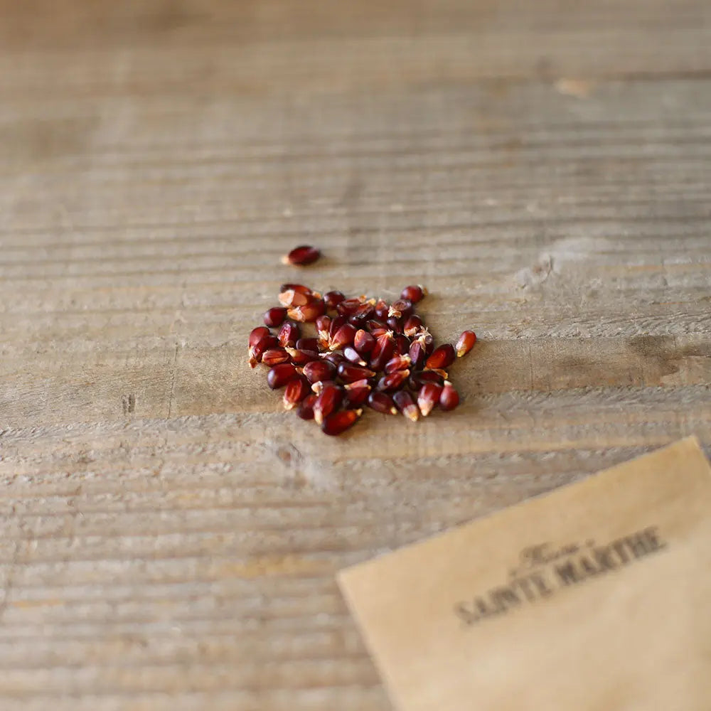 Graines de maïs pop corn fraise bio – La Ferme de Sainte Marthe