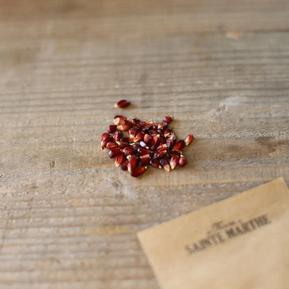 Graines de maïs pop corn fraise bio – La Ferme de Sainte Marthe