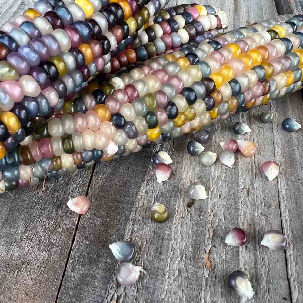 Graines de maïs pop corn glass gem bio – La Ferme de Sainte Marthe