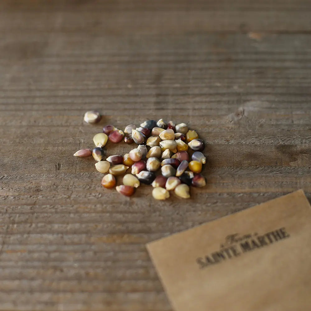 Graines de maïs pop corn glass gem bio – La Ferme de Sainte Marthe