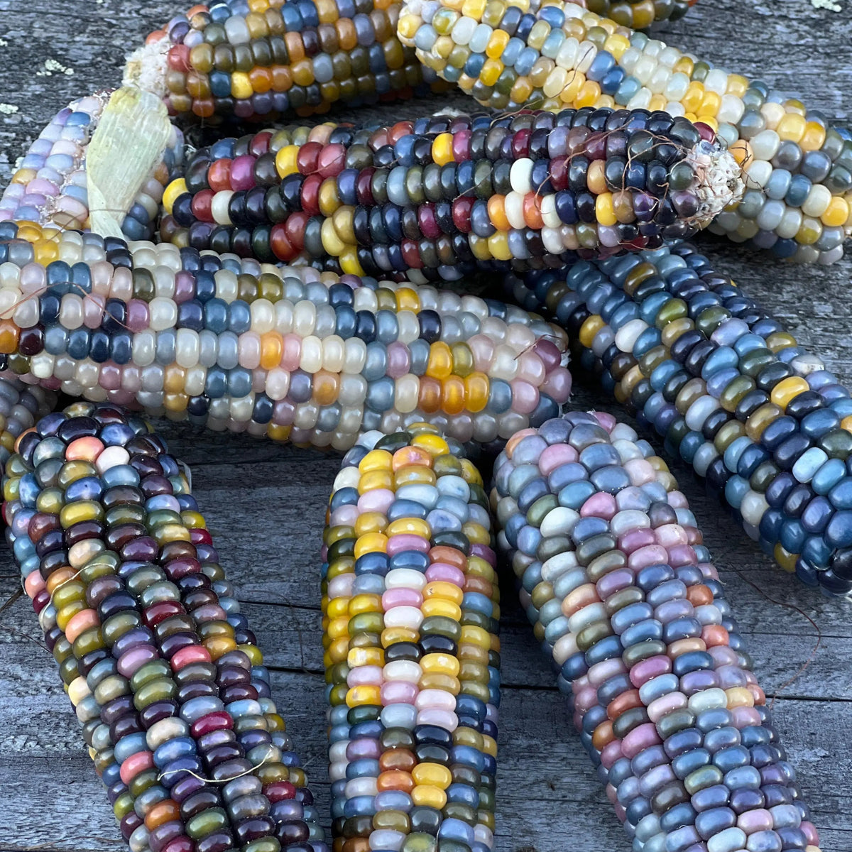Graines de maïs pop corn glass gem bio – La Ferme de Sainte Marthe