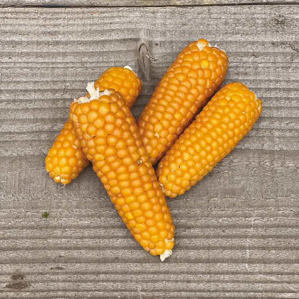Graines de maïs pop corn tom pouce bio – La Ferme de Sainte Marthe