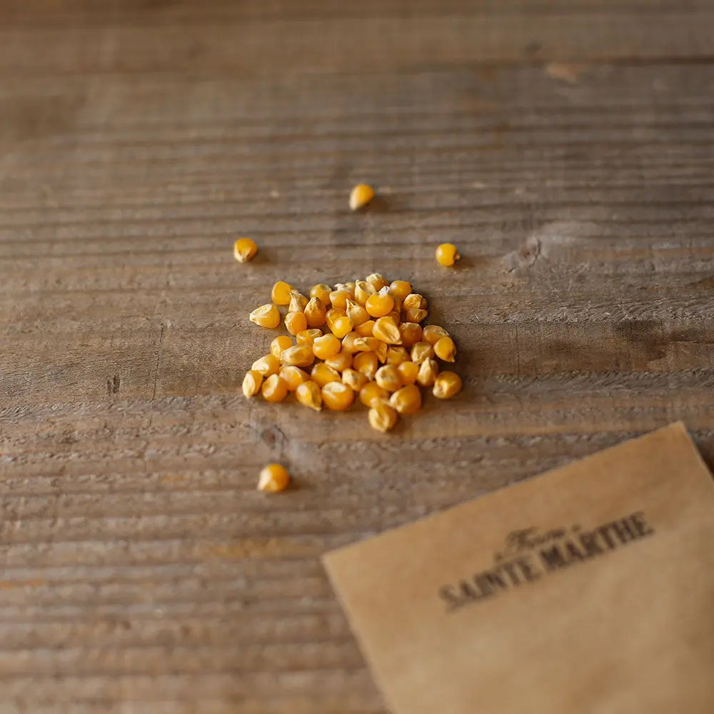 Graines de maïs pop corn tom pouce bio – La Ferme de Sainte Marthe