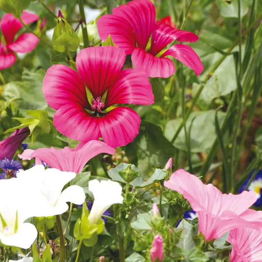 Graines de malope à grandes fleurs variées bio – La Ferme de Sainte Marthe