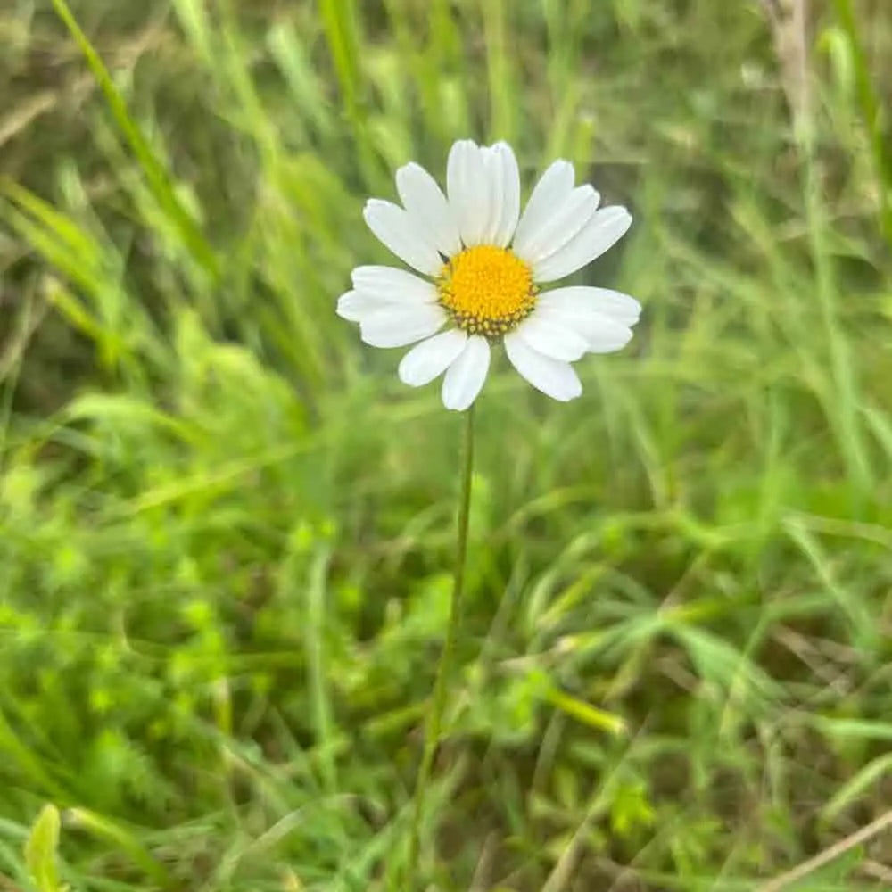 Graines de marguerite commune reine de mai ou maikonigin bio – La Ferme de Sainte Marthe
