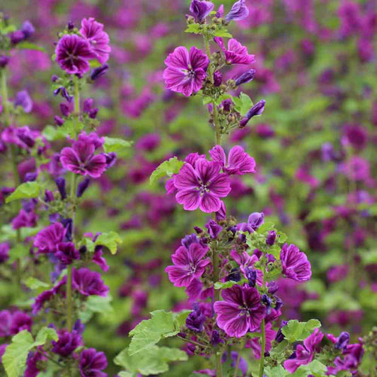 Graines de mauve de mauritanie bio – La Ferme de Sainte Marthe