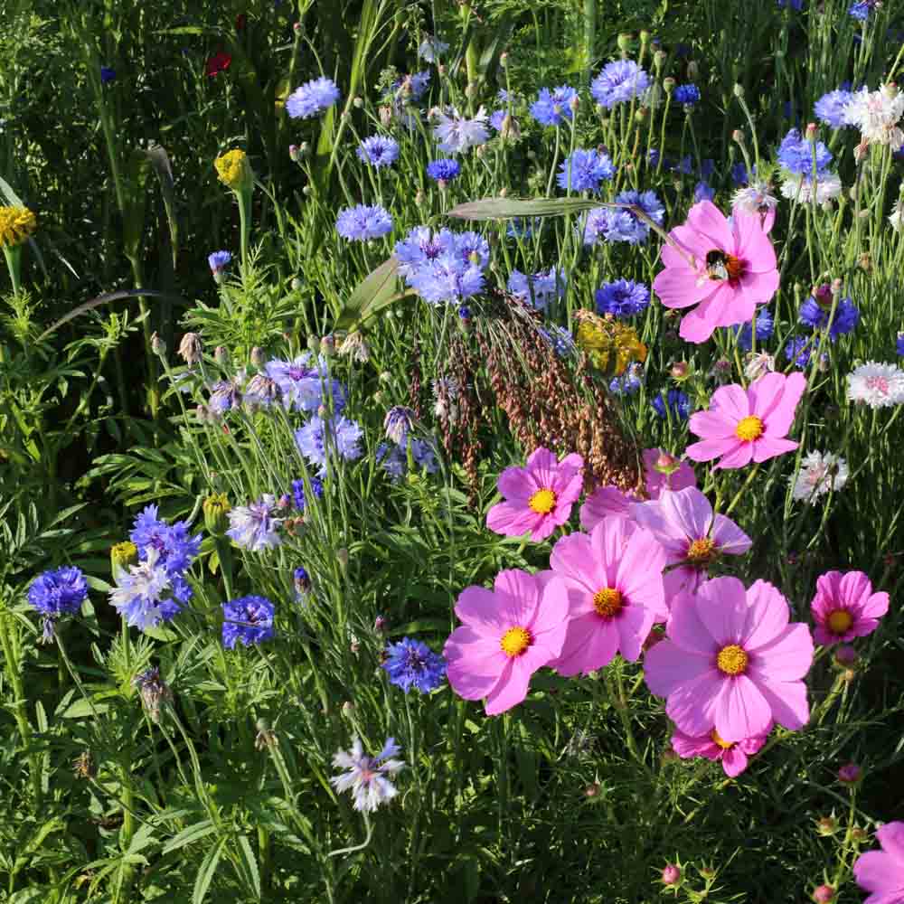 Graines de mélange fleuri annuelles pour oiseaux bio – La Ferme de Sainte Marthe
