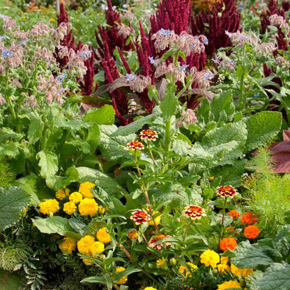 Graines de mélange fleuri anti limaces – La Ferme de Sainte Marthe