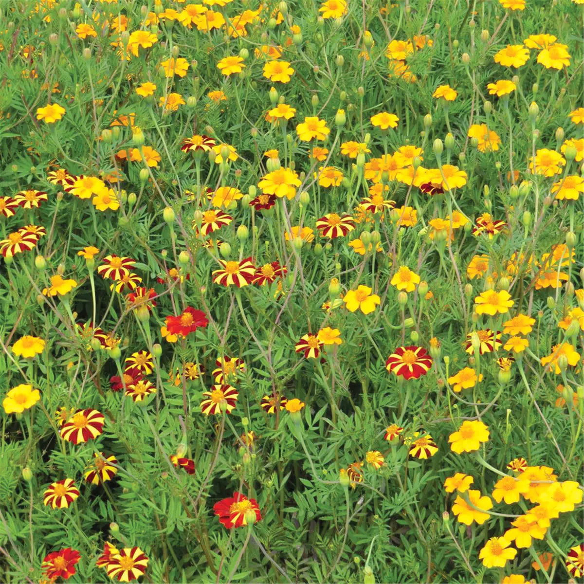 Graines de mélange fleuri anti nématodes – La Ferme de Sainte Marthe