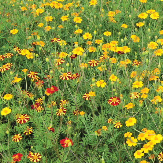 Graines de mélange fleuri anti nématodes – La Ferme de Sainte Marthe