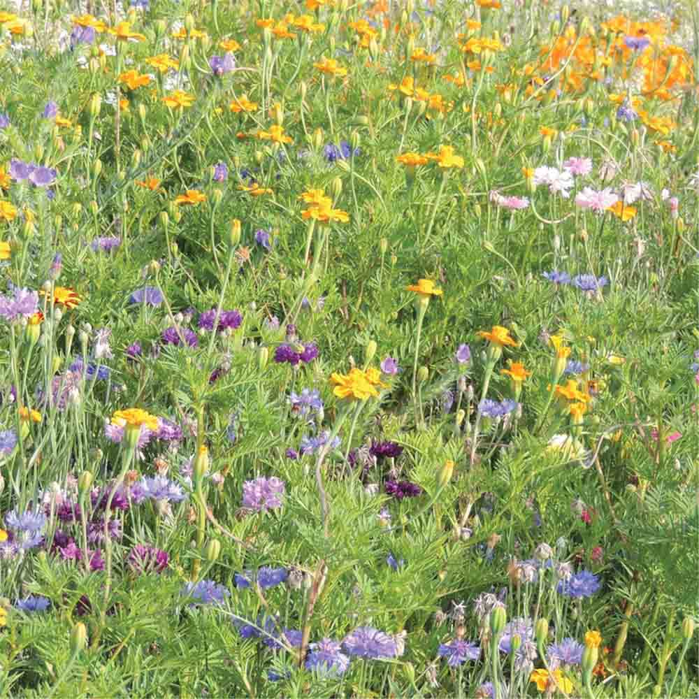 Graines de mélange fleuri auxiliaires de culture – La Ferme de Sainte Marthe