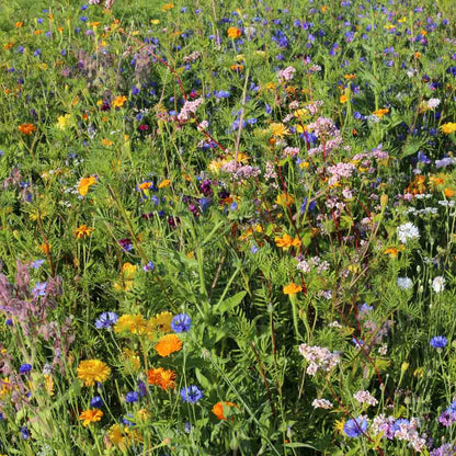 Graines de mélange fleuri auxiliaires et pollinisateurs bio – La Ferme de Sainte Marthe