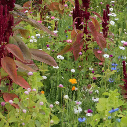 Graines de mélange fleuri bouquets secs – La Ferme de Sainte Marthe