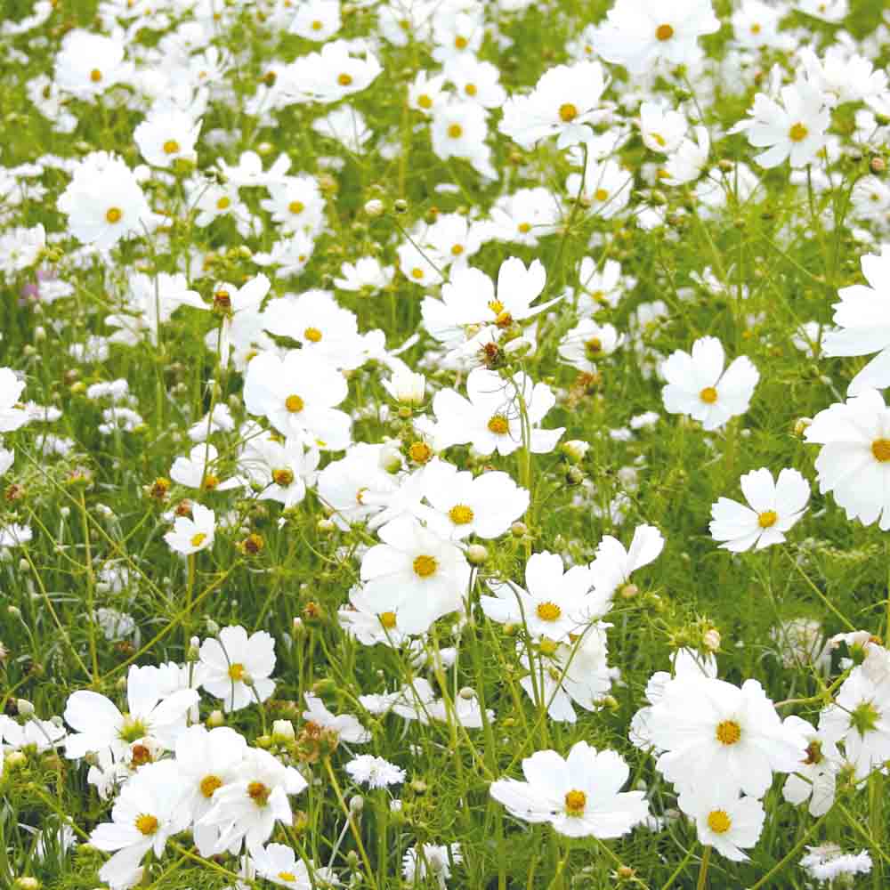 Graines de mélange fleuri camaïeu blanc et crème – La Ferme de Sainte Marthe