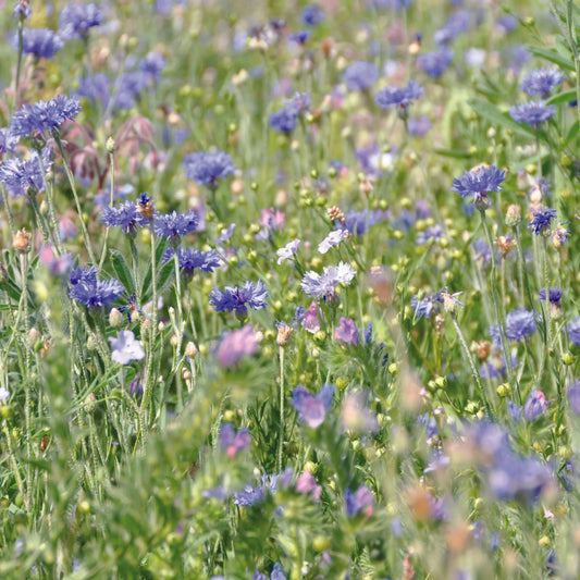 Graines de mélange fleuri camaïeu bleu – La Ferme de Sainte Marthe