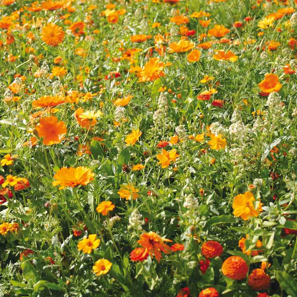 Graines de mélange fleuri camaïeu orange – La Ferme de Sainte Marthe