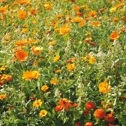 Graines de mélange fleuri camaïeu orange – La Ferme de Sainte Marthe