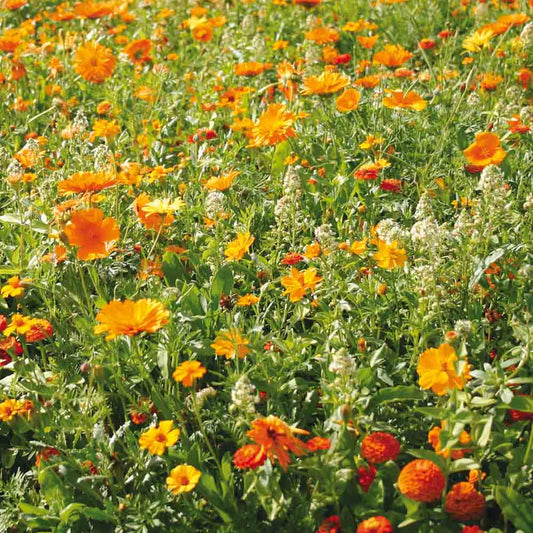 Graines de mélange fleuri camaïeu orange – La Ferme de Sainte Marthe