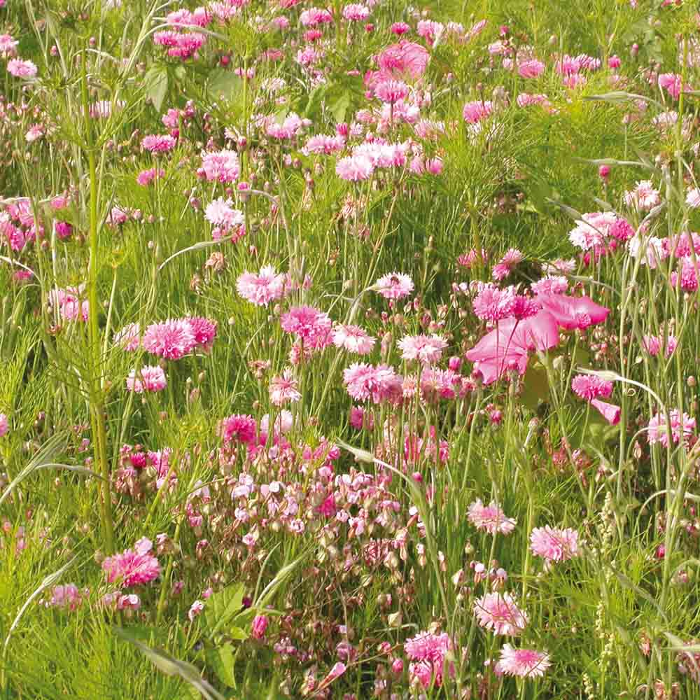 Graines de mélange fleuri camaïeu rose – La Ferme de Sainte Marthe