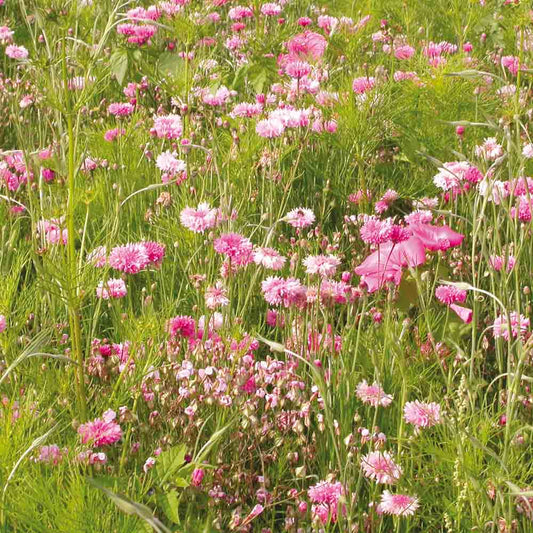 Graines de mélange fleuri camaïeu rose – La Ferme de Sainte Marthe