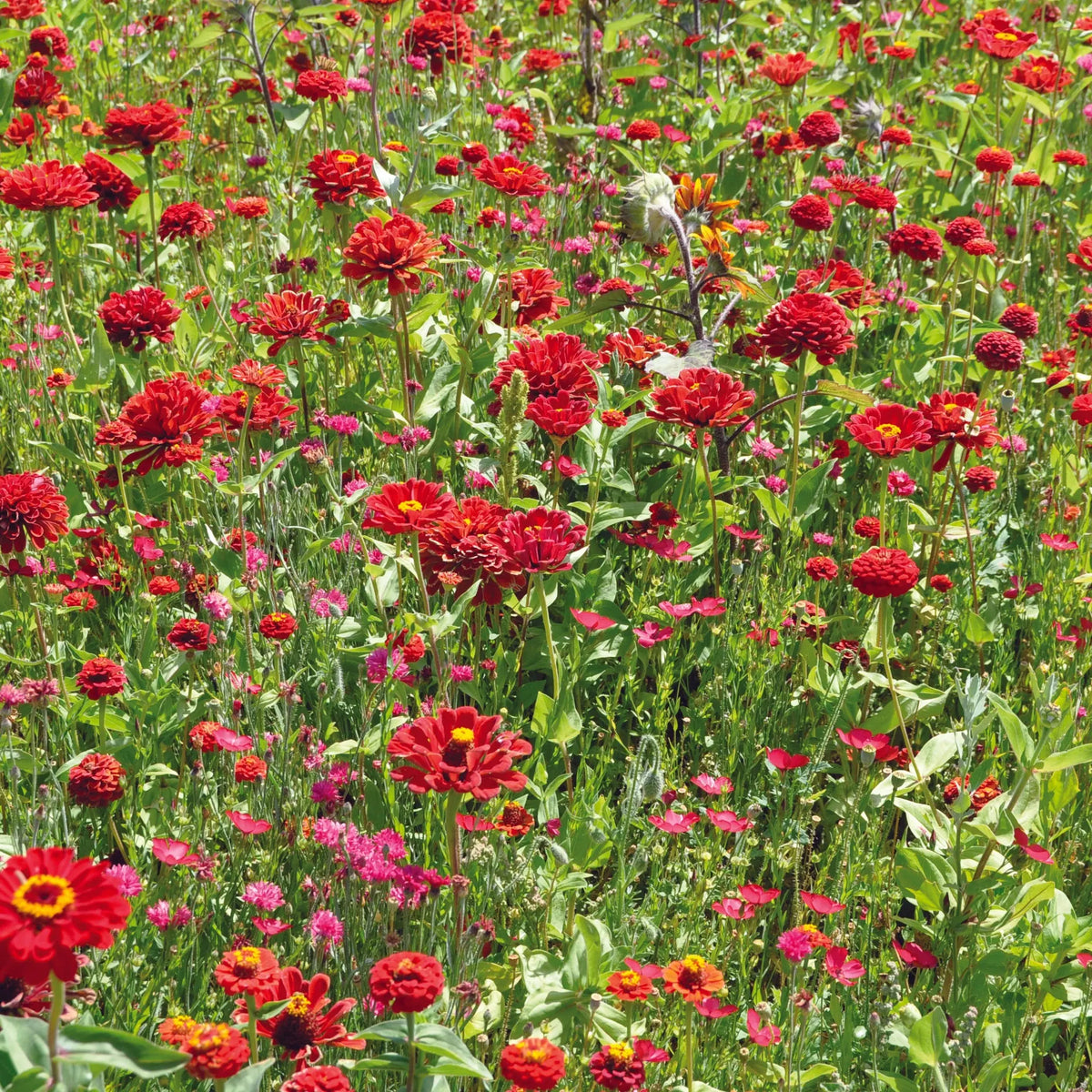Graines de mélange fleuri camaïeu rouge – La Ferme de Sainte Marthe