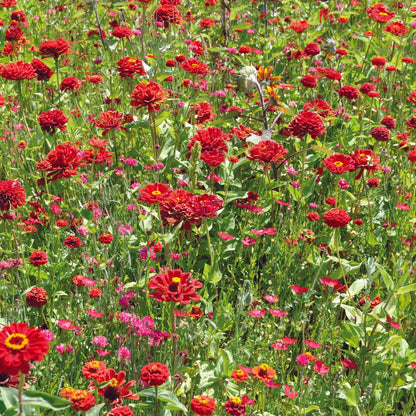 Graines de mélange fleuri camaïeu rouge – La Ferme de Sainte Marthe