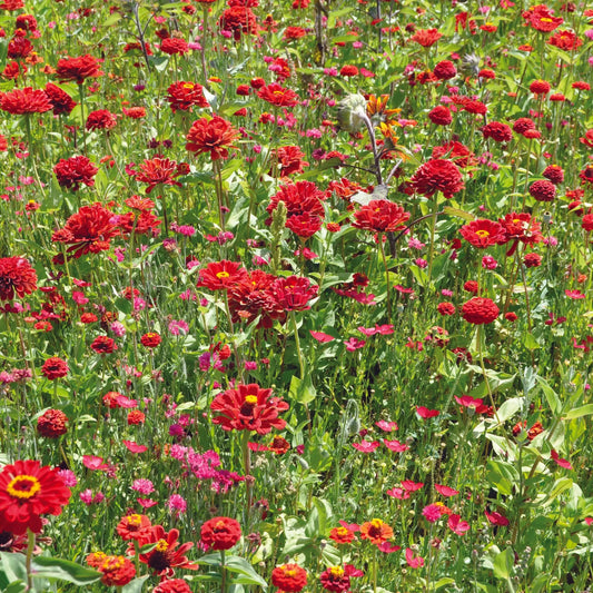 Graines de mélange fleuri camaïeu rouge – La Ferme de Sainte Marthe