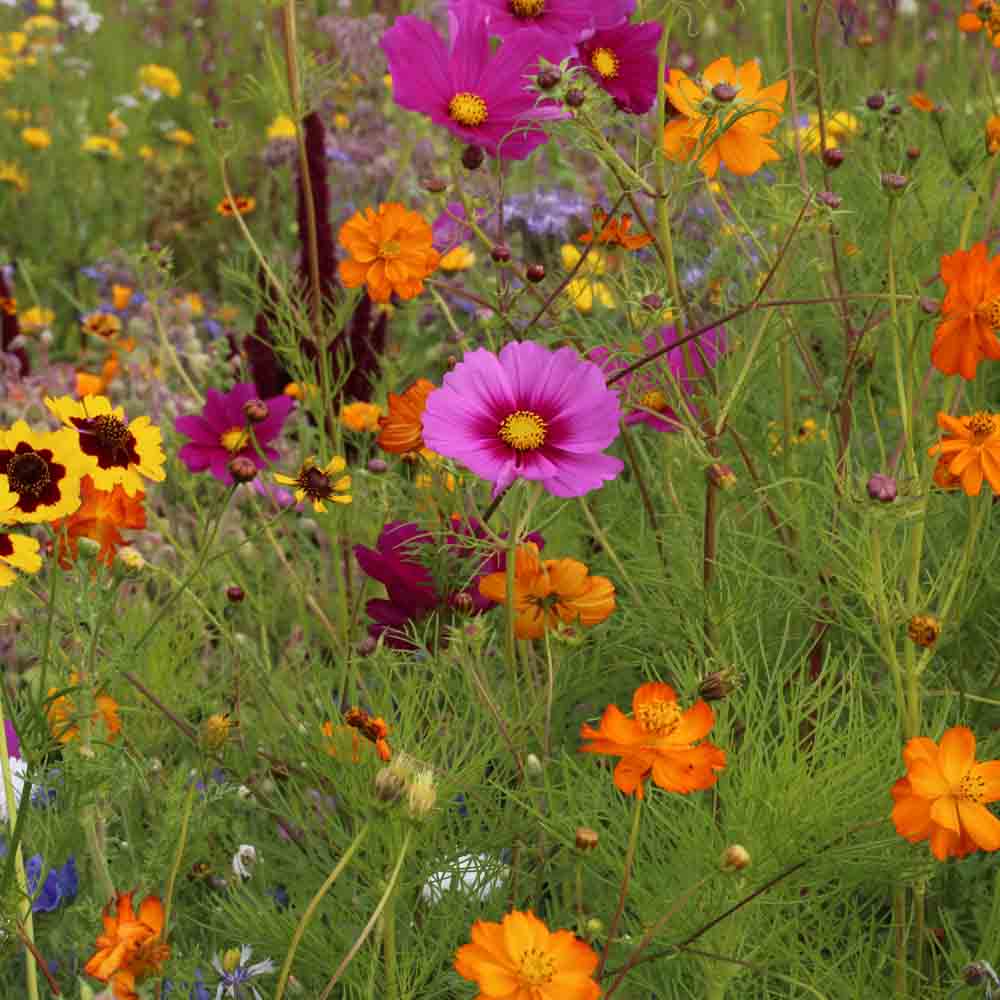 Graines de mélange fleuri coccinelles – La Ferme de Sainte Marthe