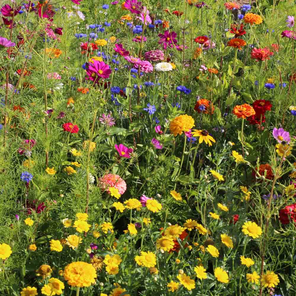 Graines de mélange fleuri cueillette estivale bio – La Ferme de Sainte Marthe