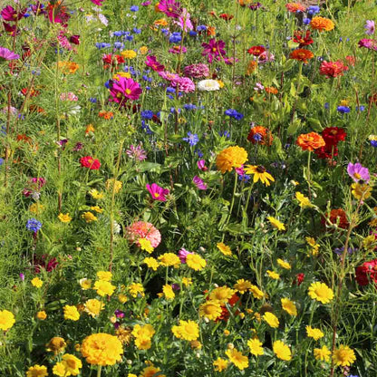Graines de mélange fleuri cueillette estivale bio – La Ferme de Sainte Marthe