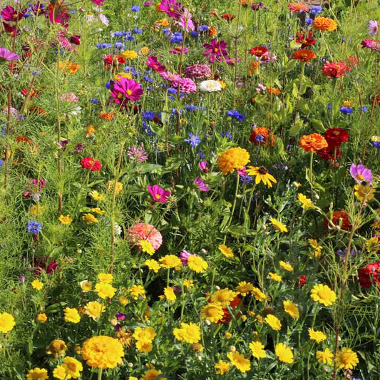 Graines de mélange fleuri cueillette estivale bio – La Ferme de Sainte Marthe