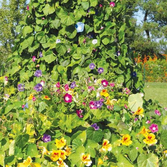 Graines de mélange fleuri fleurs grimpantes – La Ferme de Sainte Marthe