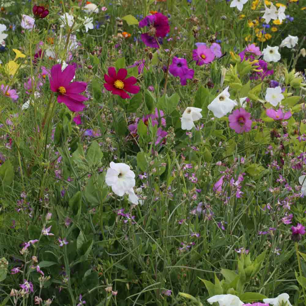 Graines de mélange fleuri fleurs parfumées – La Ferme de Sainte Marthe