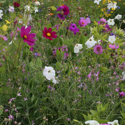 Graines de mélange fleuri fleurs parfumées – La Ferme de Sainte Marthe