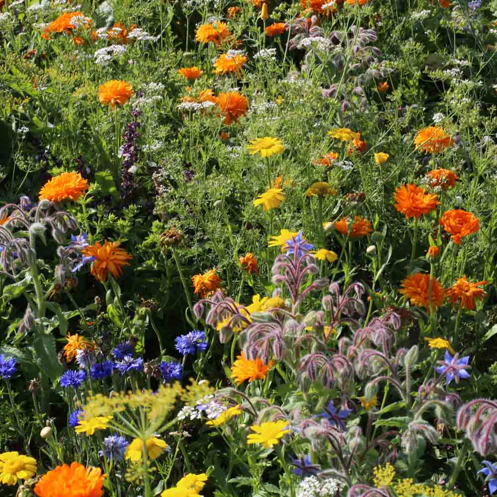 Graines de mélange fleuri fleurs pour cuisiner bio – La Ferme de Sainte Marthe