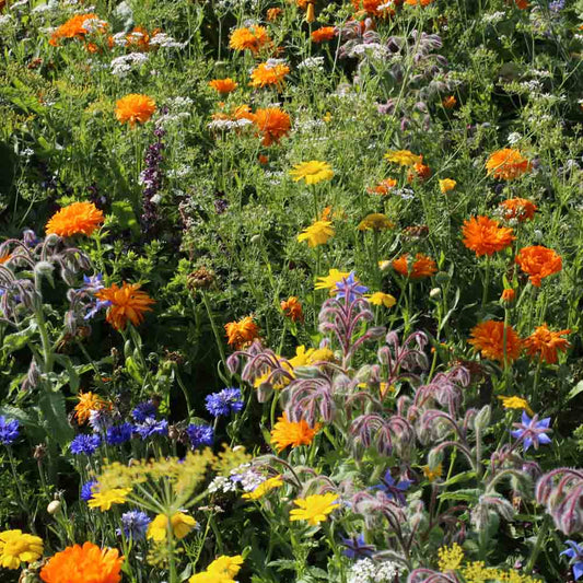 Graines de mélange fleuri fleurs pour cuisiner bio – La Ferme de Sainte Marthe