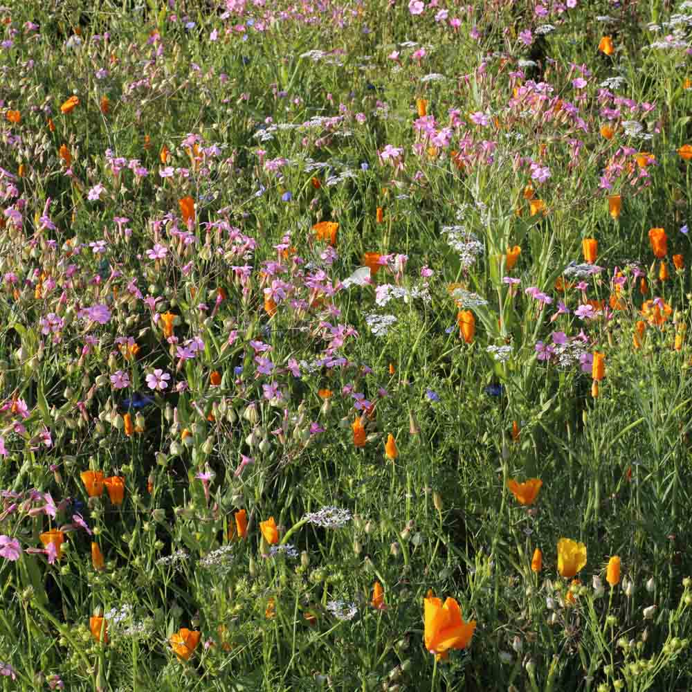 Graines de mélange fleuri fleurs vignes et vergers – La Ferme de Sainte Marthe