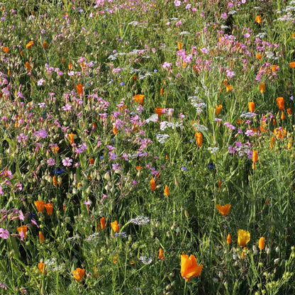 Graines de mélange fleuri fleurs vignes et vergers – La Ferme de Sainte Marthe