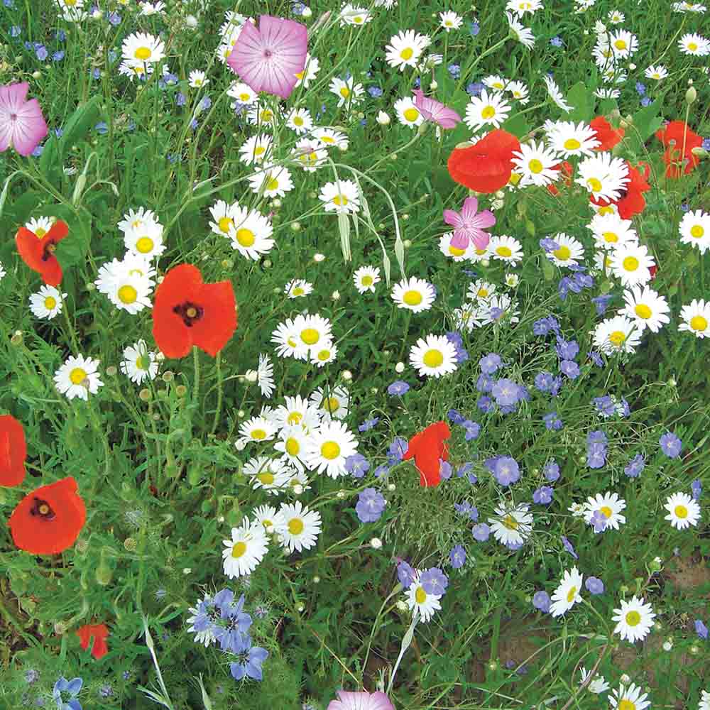 Graines de mélange fleuri flore française – La Ferme de Sainte Marthe