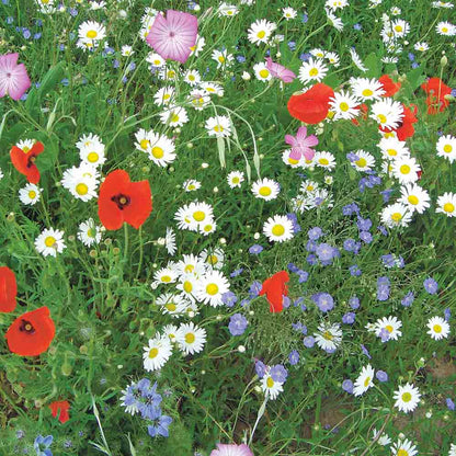 Graines de mélange fleuri flore française – La Ferme de Sainte Marthe