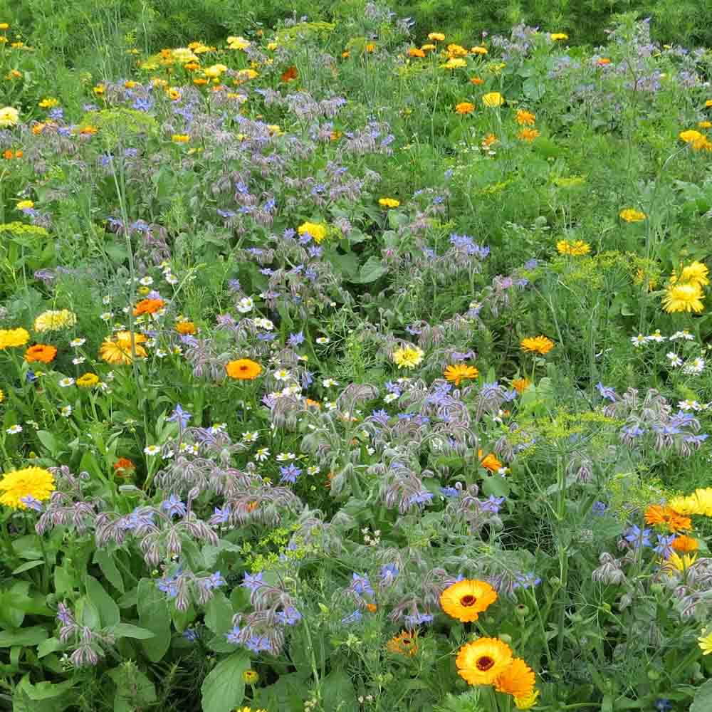 Graines de mélange fleuri jardin de curé – La Ferme de Sainte Marthe