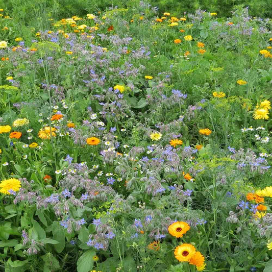 Graines de mélange fleuri jardin de curé – La Ferme de Sainte Marthe