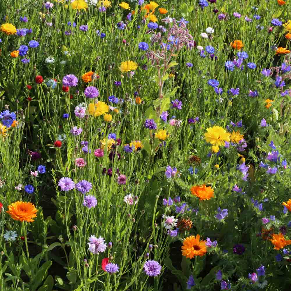Graines de mélange fleuri jardin médiéval – La Ferme de Sainte Marthe
