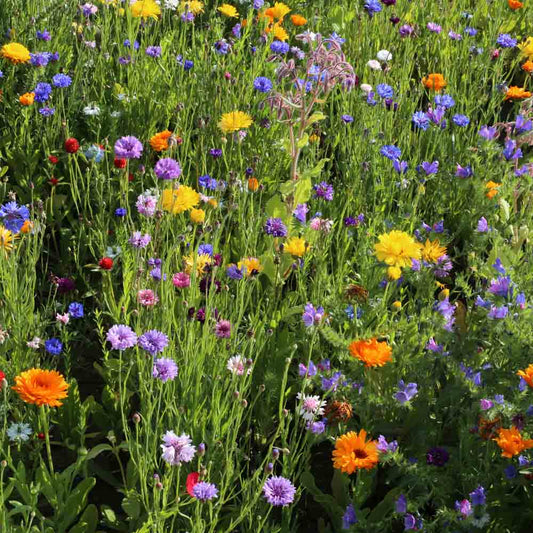 Graines de mélange fleuri jardin médiéval – La Ferme de Sainte Marthe
